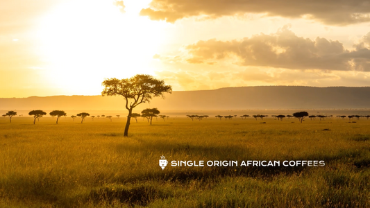 Experience Africa One Cup At A Time
